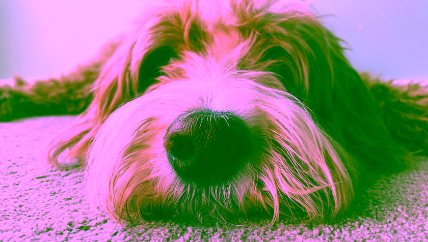 Tracking scents to their source: an electronic nose that can follow odours