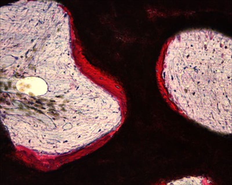 Cultured tissue fed by 3D printed veins