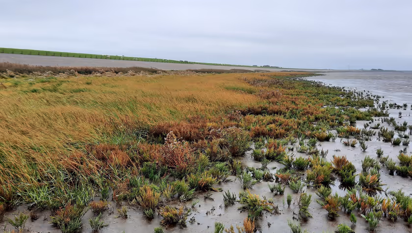 Salt marsh vegetation reduces wave impact on sea dikes by 5 per cent