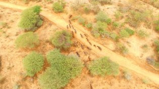Wildlife monitoring