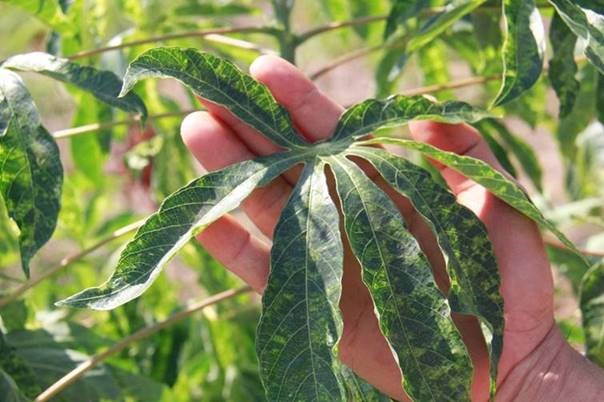 Cassava mosaic disease (source: CIAT)