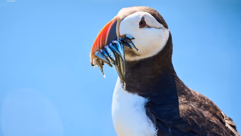 The Wild North Sea – diving and filming underwater