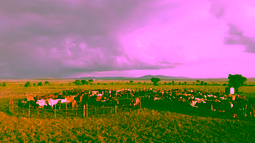 Senior Expert at Livestock Agri-Food Systems
