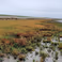 Salt marsh vegetation reduces wave impact on sea dikes by 5 per cent