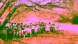 EO-based drought model for African pastoral areas