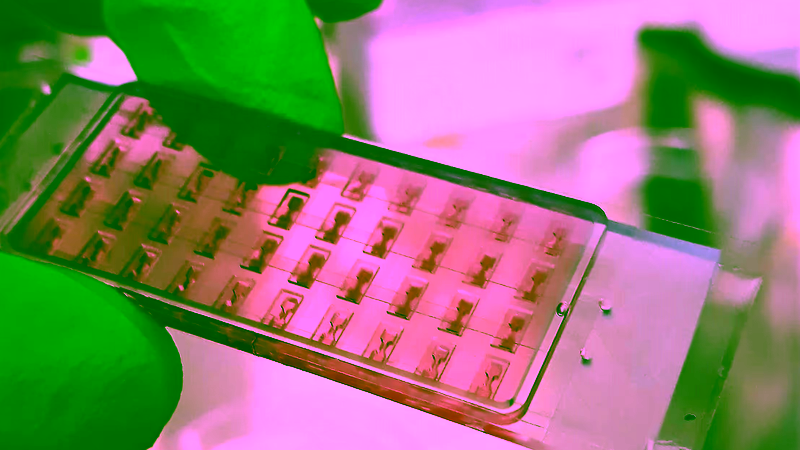 Heart-on-chip