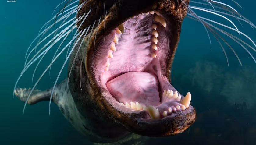 The Wild North Sea - Nature that cannot be tamed