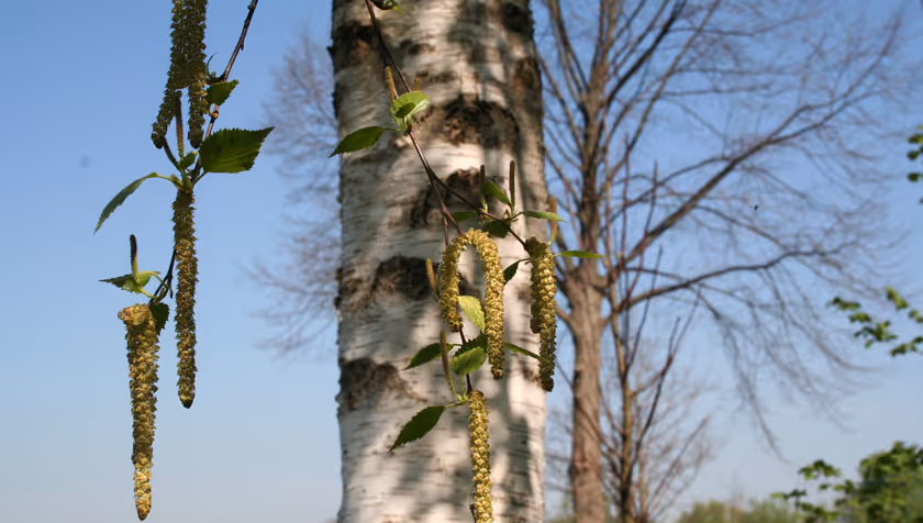 Large differences in hay fever progression 2021 and 2022