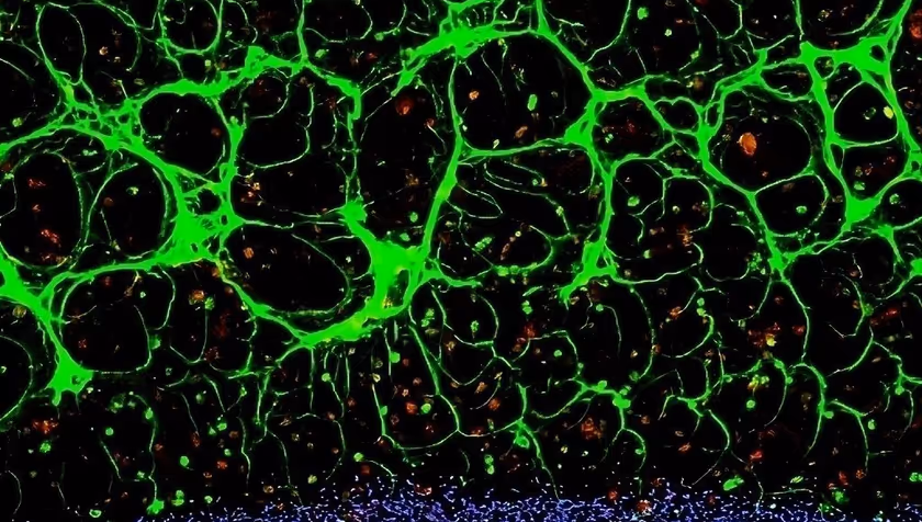 3D-printing blood vessels with new DNA-based bioink technology