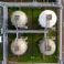 UT coordinates €20.3 million research into green nitrogen chemistry