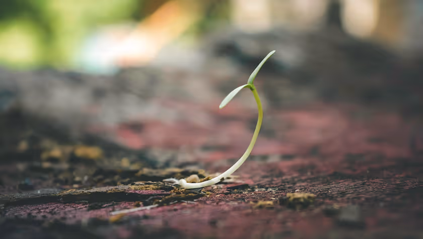 Towards an Open Digital Twin of Soil-Plant System
