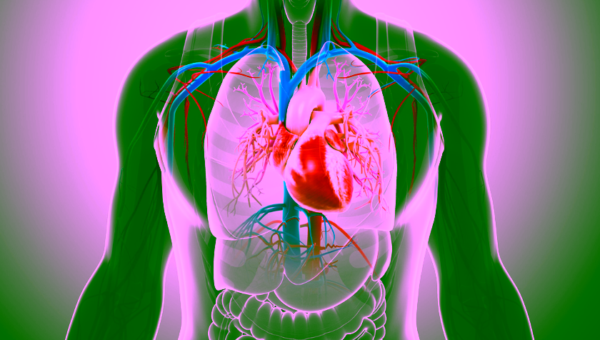 UT develops new heart-on-a-chip model for inherited heart disease PLN