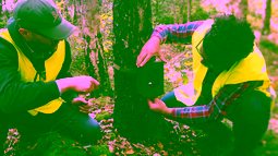 Monitoring Wild Boar