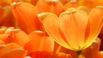 orange tullips