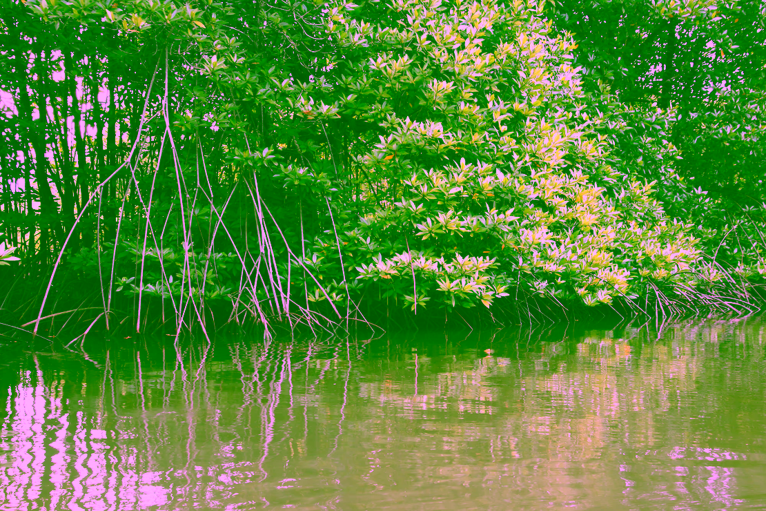 Mangroves in Vietnam
