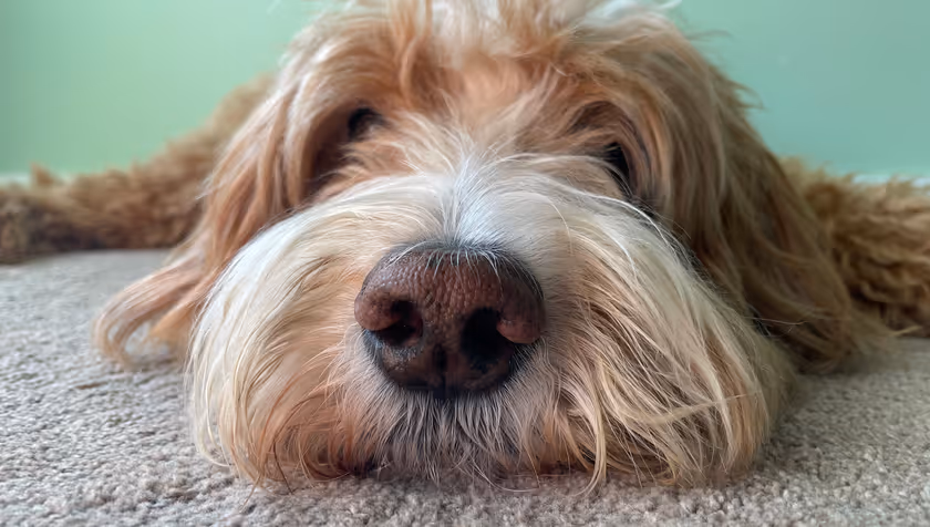 Tracking scents to their source: an electronic nose that can follow odours