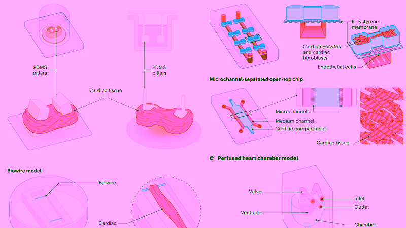 schematic picture of cardiac microphysiological systems