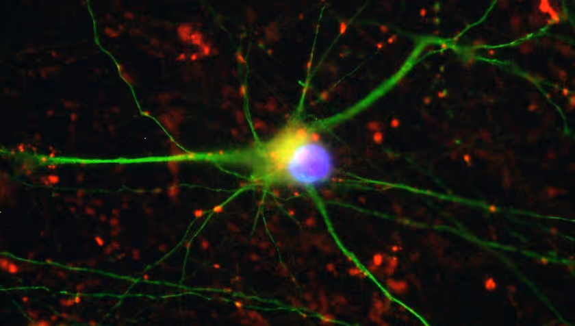 Neurons can predict the future