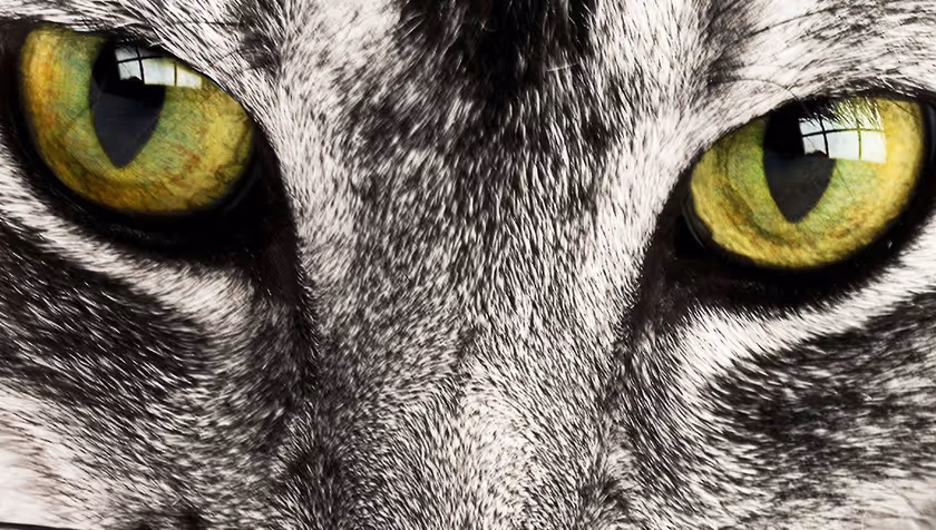 Meow, woof: language and emotions of dogs and cats