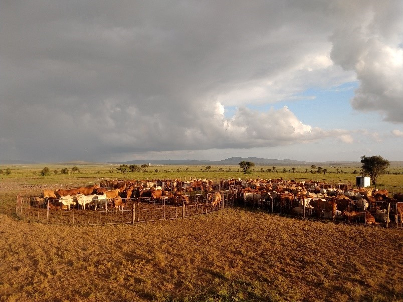 A herd of cattle in a field
Description automatically generated with medium confidence