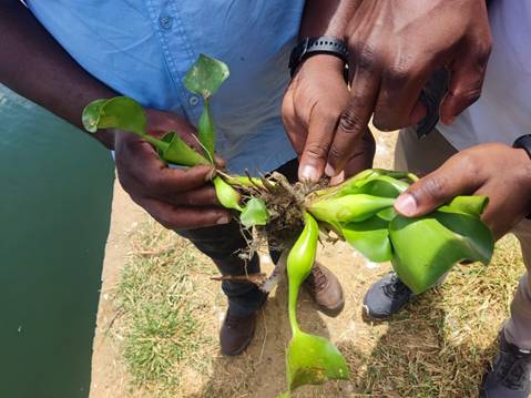 A pair of hands holding a plant

AI-generated content may be incorrect.