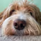 Tracking scents to their source: an electronic nose that can follow odours