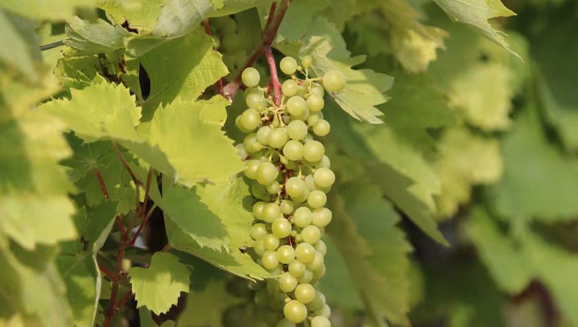 Innovatieve doorbraak in duurzame landbouw