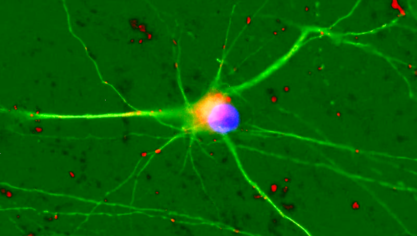 Neurons can predict the future