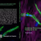 PhD Defence Deepti Rana | Sculpting the Microvascular Networks in 4D: Dynamic Growth Factor Presentation For Engineered Tissues