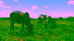 RANGE